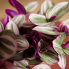 Tradescantia Nanouk (Fantasy Venice)