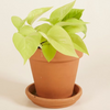 Epipremnum Neon (Pothos) بوتس