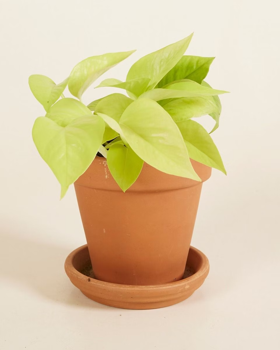 Epipremnum Neon (Pothos) بوتس