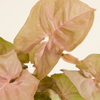 Baby Syngonium Neon نبتة السينغونيوم