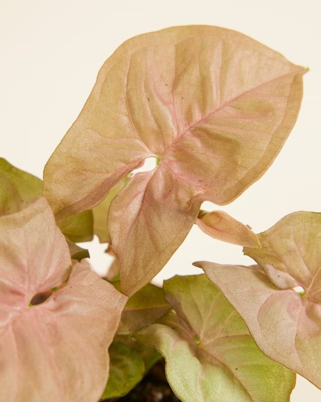 Baby Syngonium Neon نبتة السينغونيوم