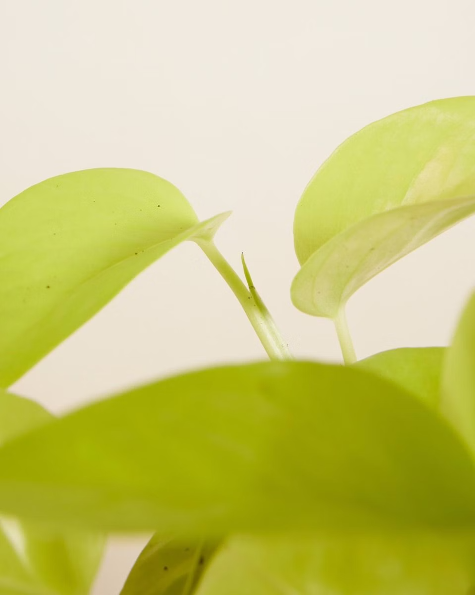 Epipremnum Neon (Pothos) بوتس