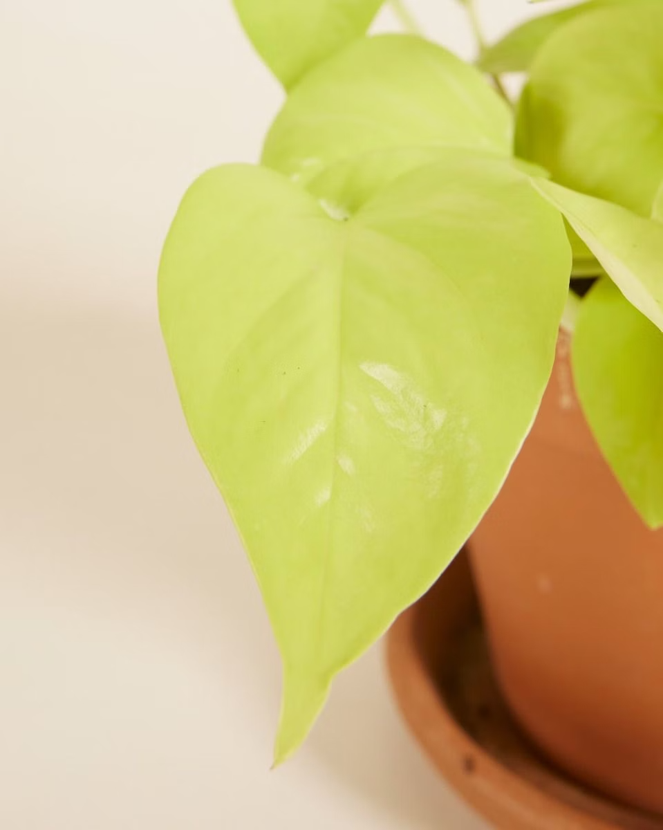 Epipremnum Neon (Pothos) بوتس
