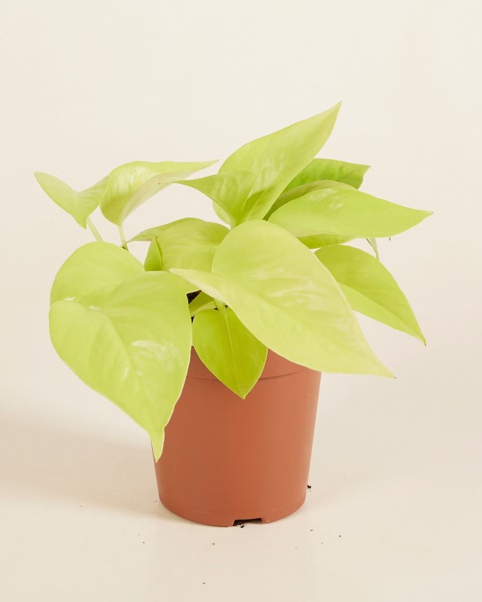 neon pothos or philodendron Epipremnum Neon (Pothos) – NABAT