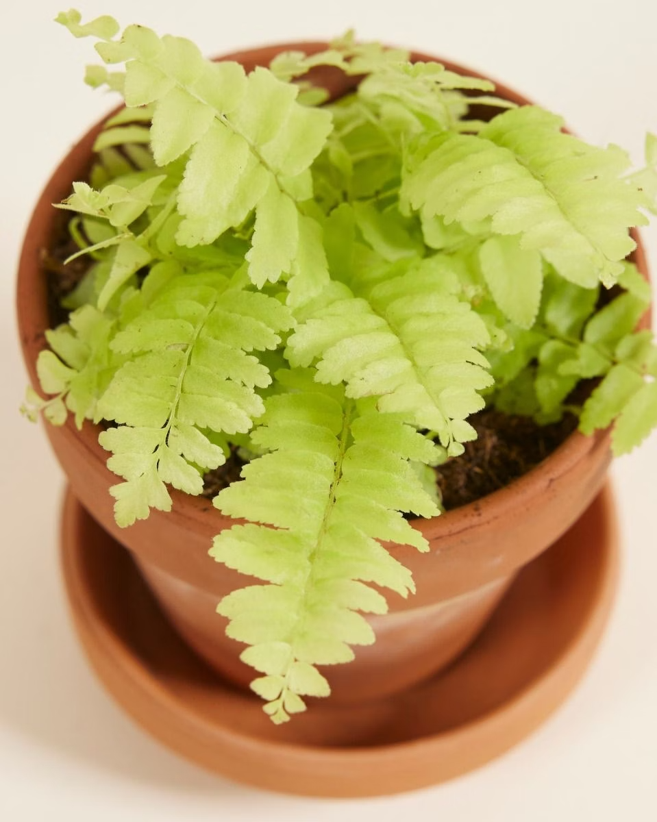 Nephrolepis Baby Blonde (Swordfern)