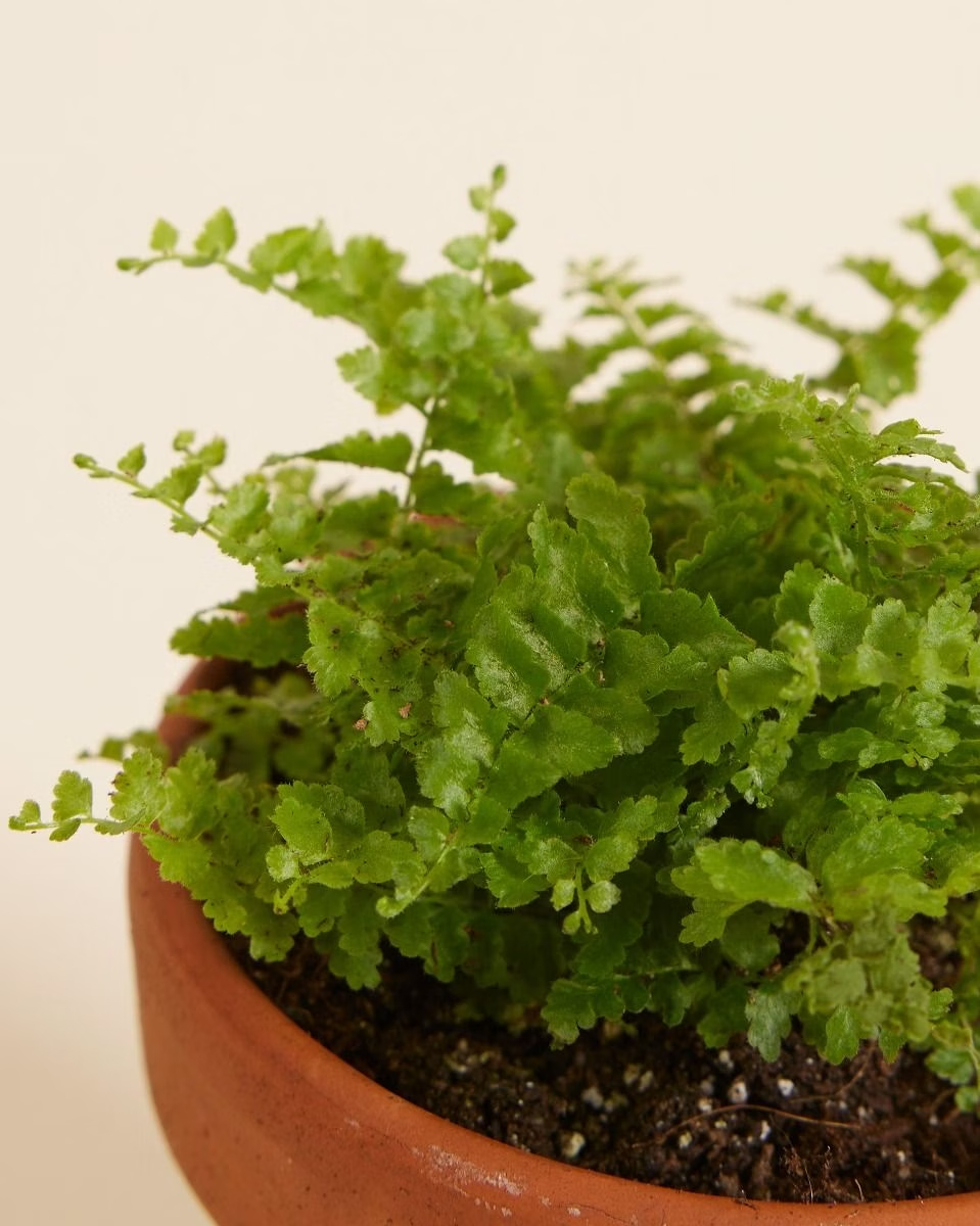 Nephrolepis Green Fantasy (Swordfern)