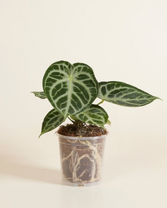 Nursery Planter Transparent (12 cm)