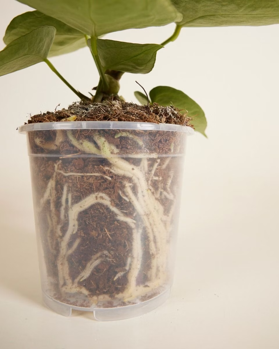 Nursery Planter Transparent (12 cm)