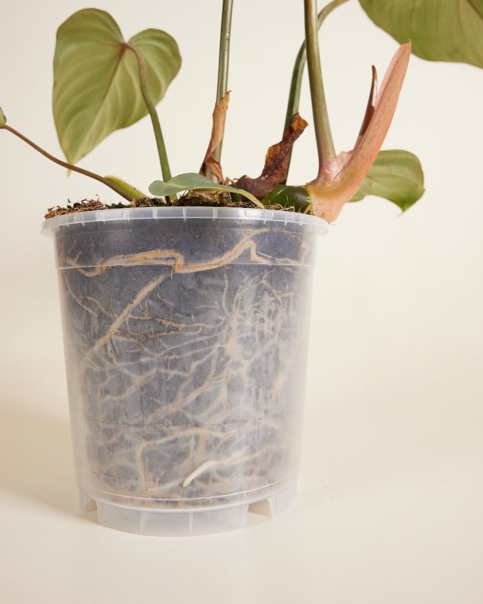 Nursery Planter Transparent (15 cm)