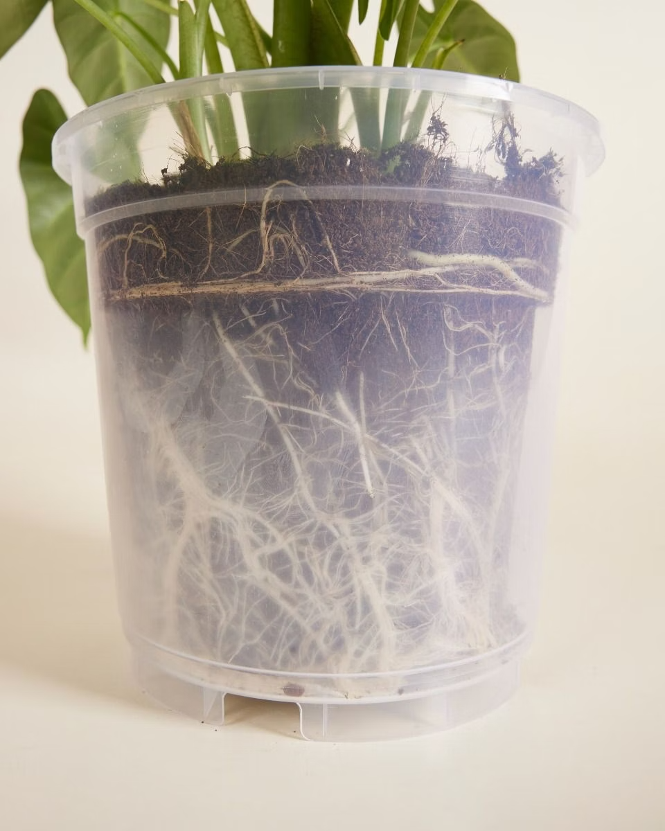 Nursery Planter Transparent (19 cm)