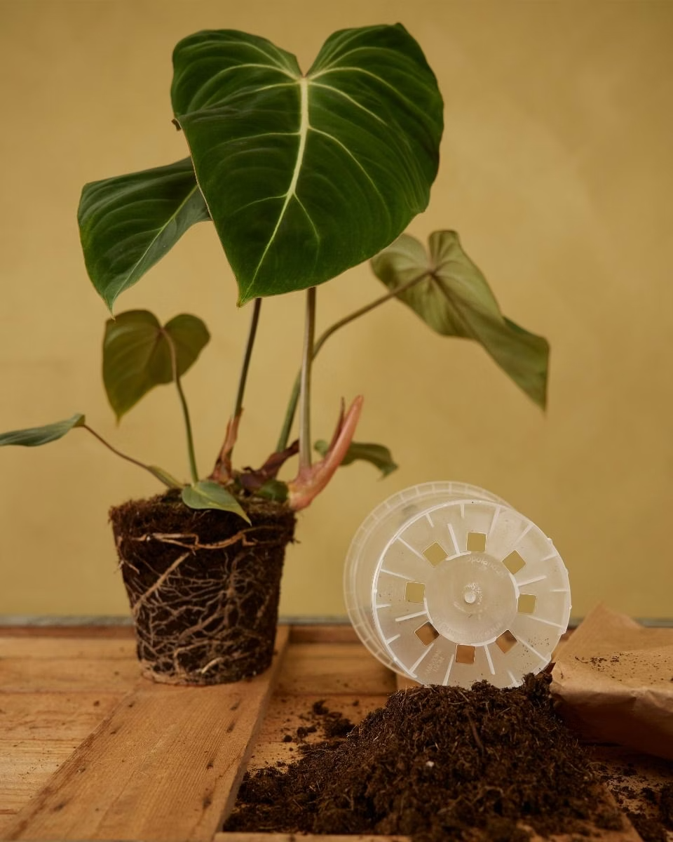 Nursery Planter Transparent (15 cm)