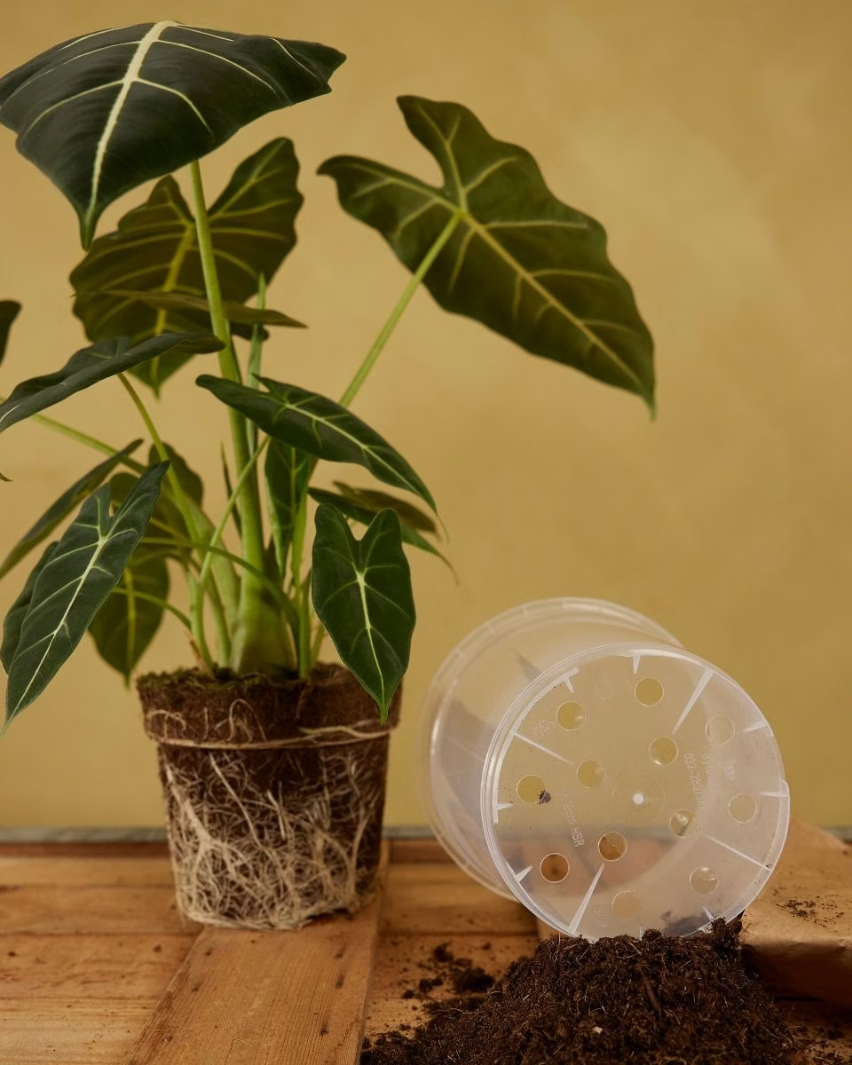 Nursery Planter Transparent (19 cm)