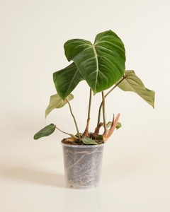 Nursery Planter Transparent (16 cm)