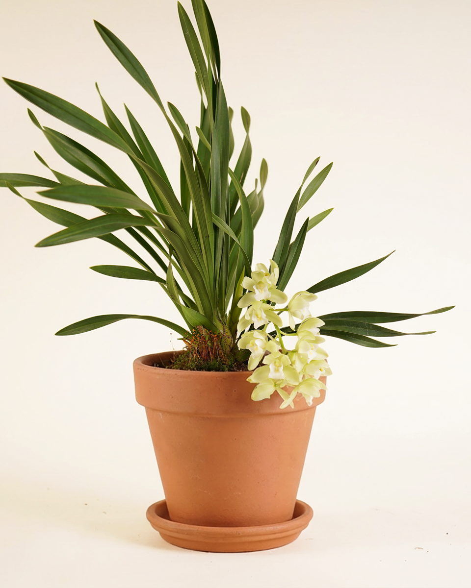 Cymbidium Orchid – Flowering Plant