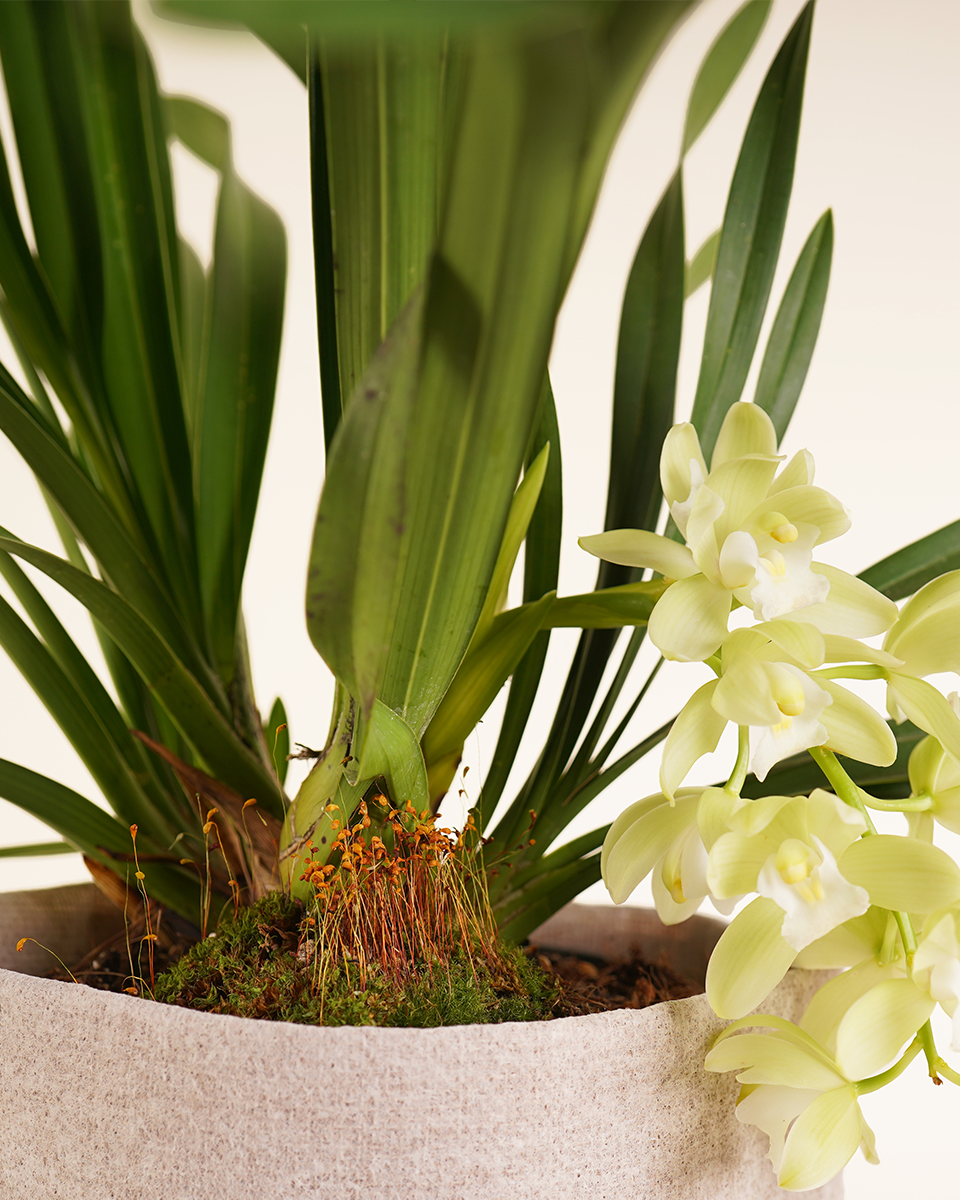 Orchid with Gift Bag