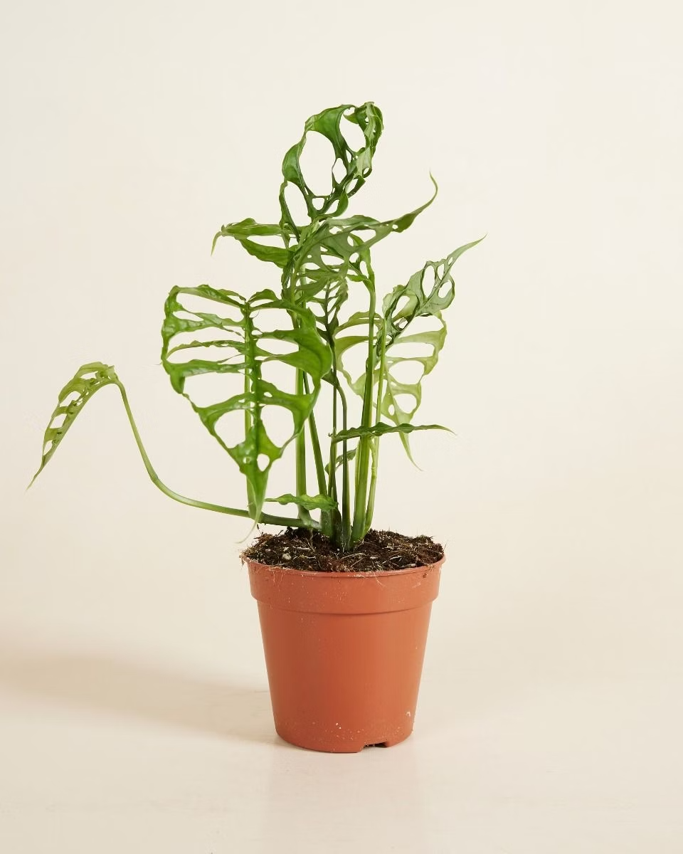 Monstera Obliqua مونستيرا أوبليكا (نبات داخلي)