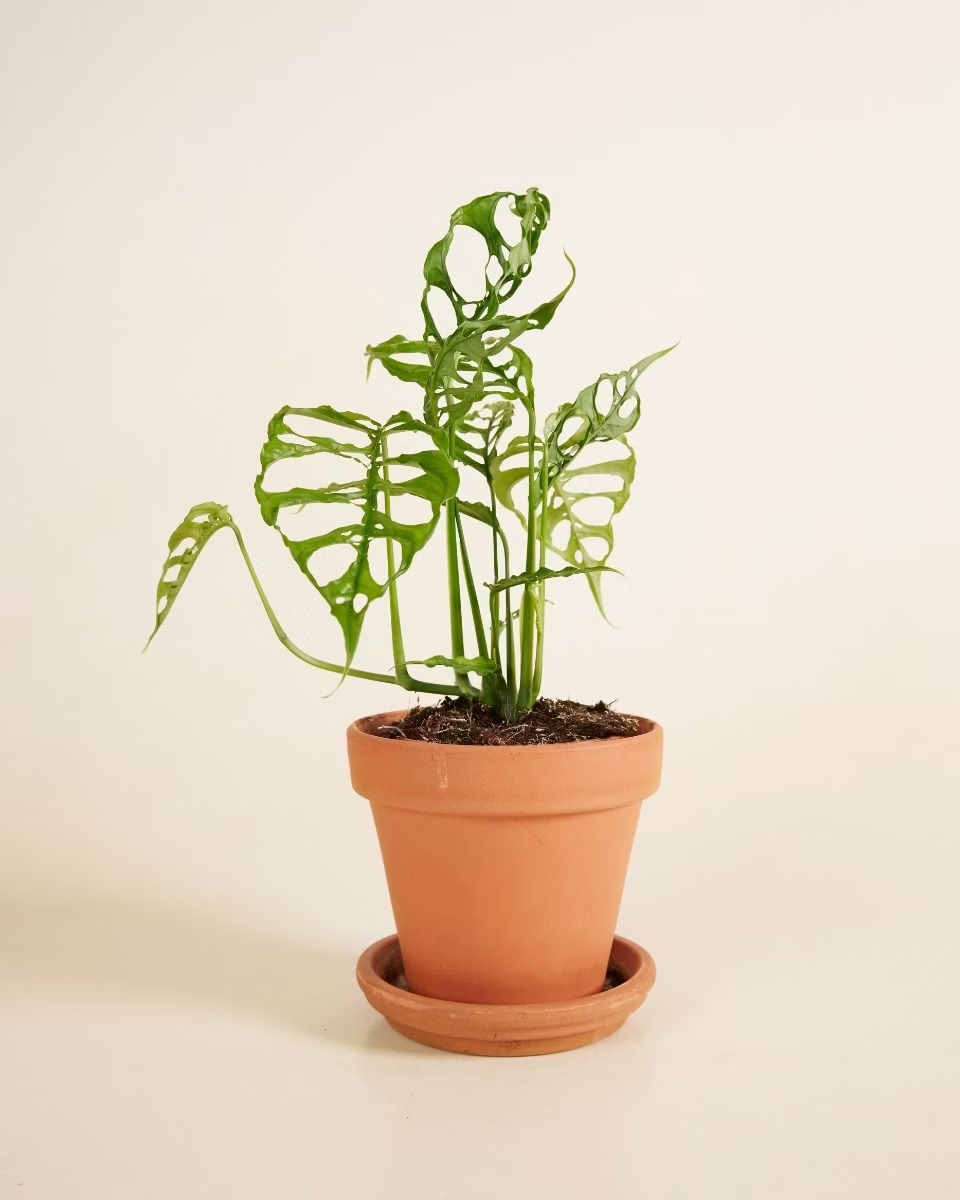 Monstera Obliqua مونستيرا أوبليكا (نبات داخلي)