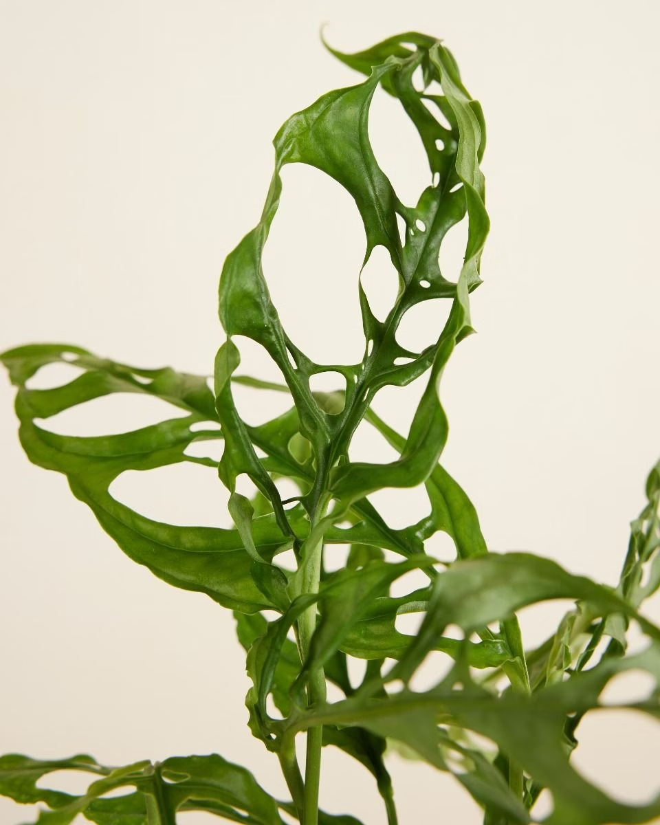 Monstera Obliqua مونستيرا أوبليكا (نبات داخلي)