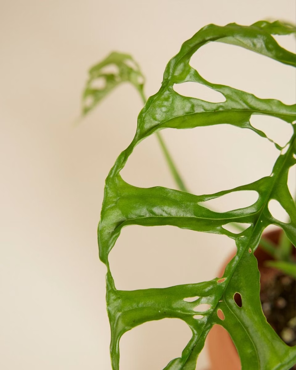 Monstera Obliqua مونستيرا أوبليكا (نبات داخلي)