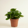 Peperomia Obtusifolia (Radiator plant)