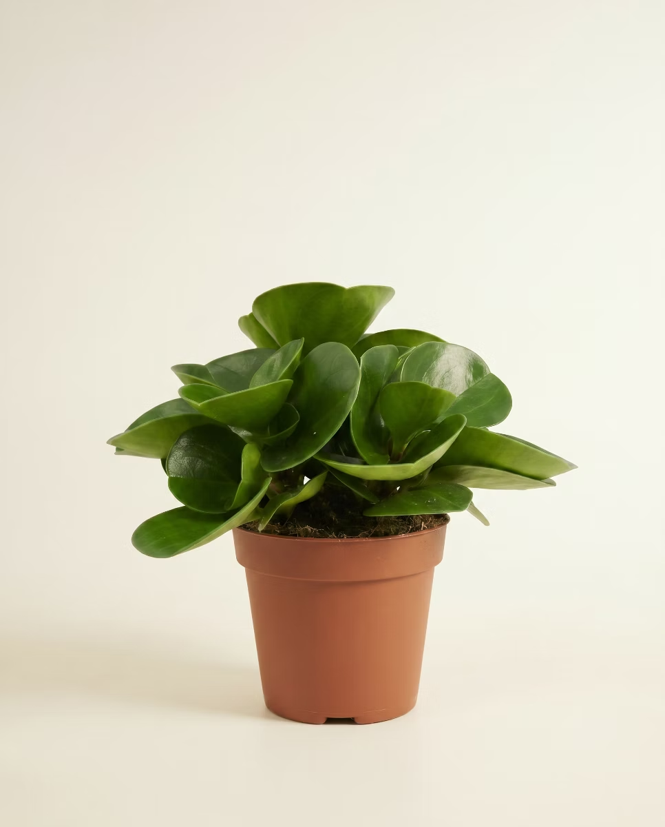 Peperomia Obtusifolia (Radiator plant)