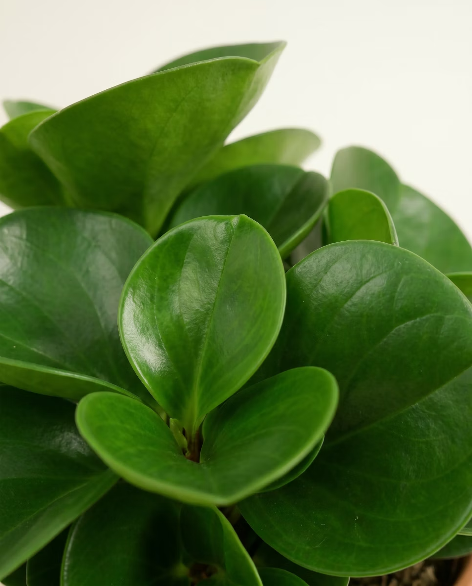 Peperomia Obtusifolia (Radiator plant)
