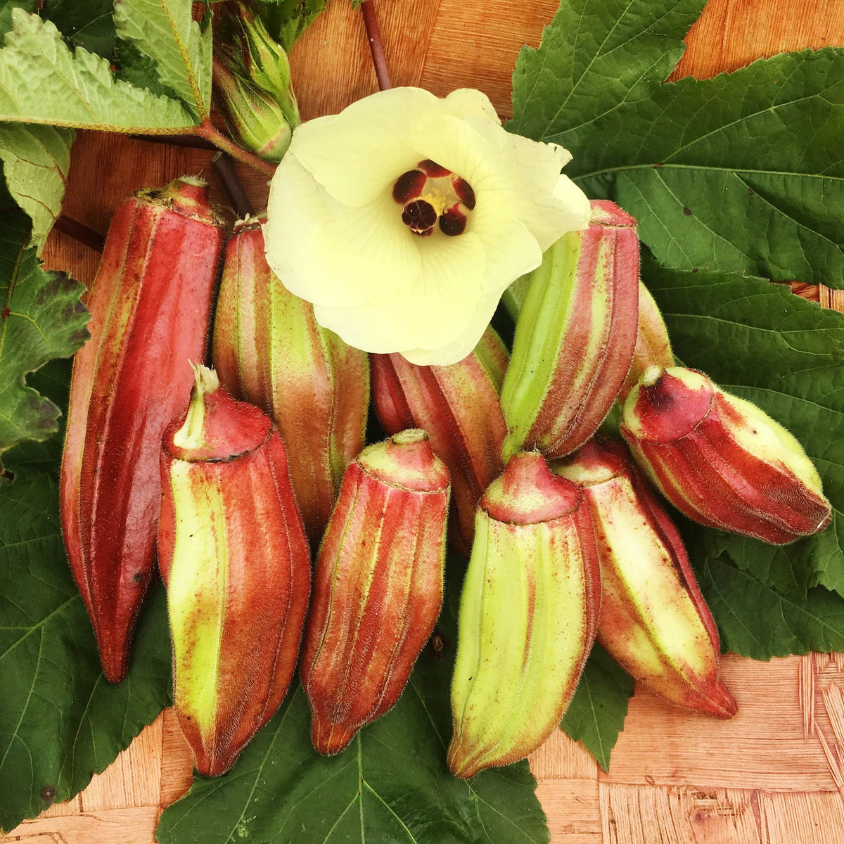 Okra Hill Country Red - supplier photo