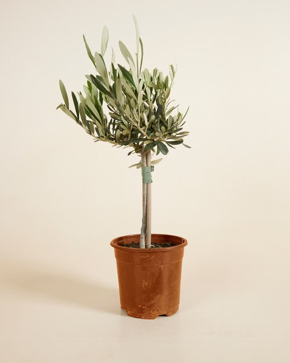 Olea Europaea