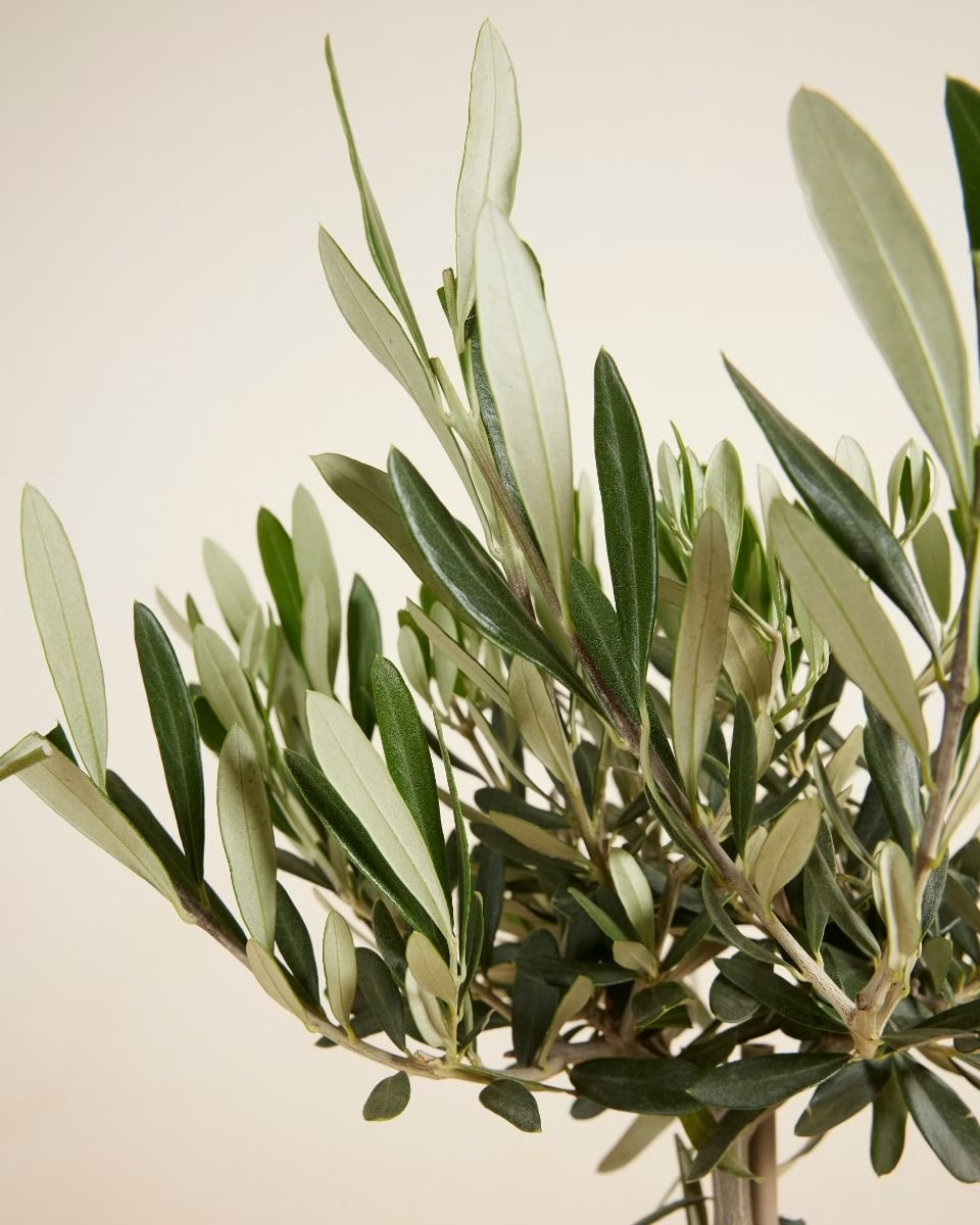 Olea Europaea
