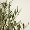 Olea Europaea