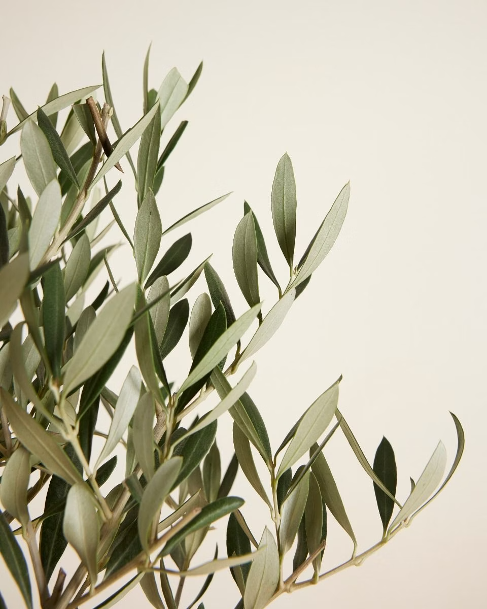 Olea Europaea
