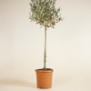 Olea Europaea