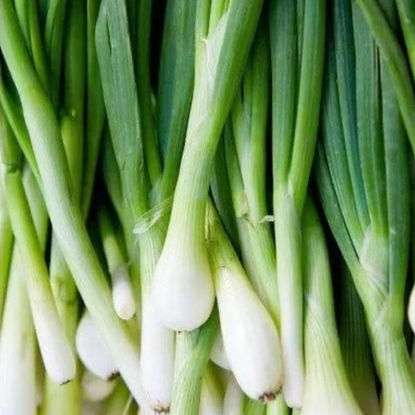 Onion Bunching Tokyo Long - supplier photo
