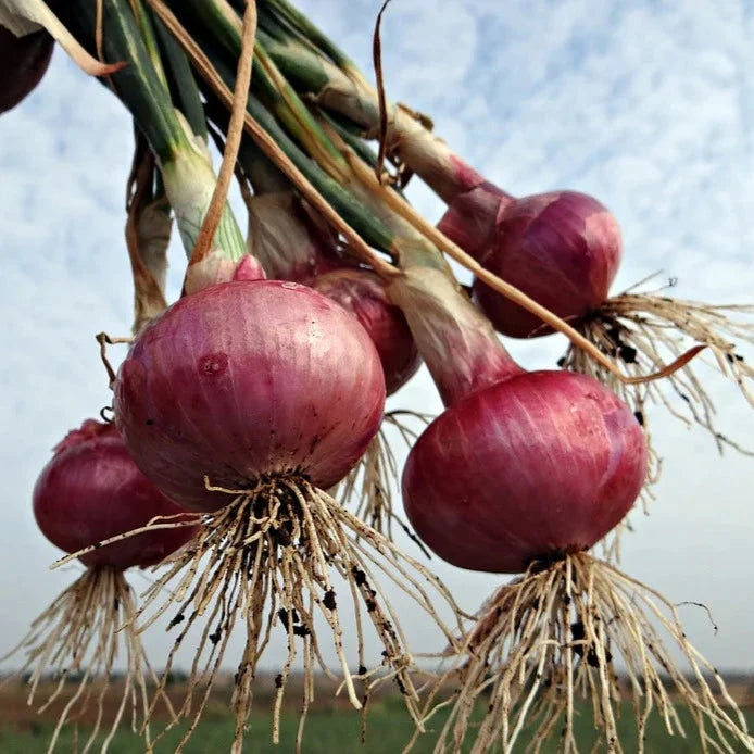 Onion Red Burgundy - supplier photo