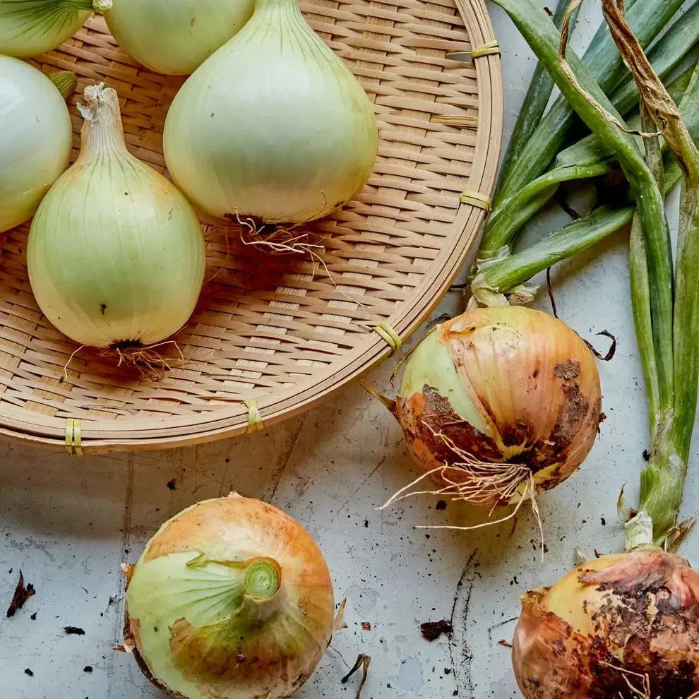 Onion Texas Super Sweet - supplier photo