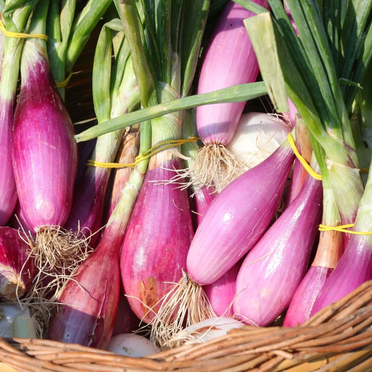 Onion Torpedo - supplier photo