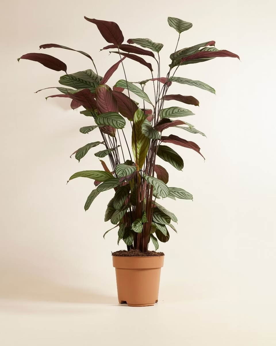Calathea Oppenheimiana (Prayer Plant)
