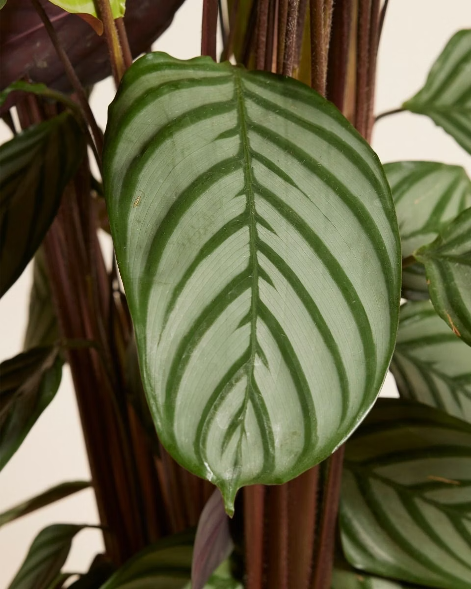 Calathea Oppenheimiana (Prayer Plant)