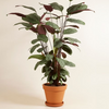 Calathea Oppenheimiana (Prayer Plant)