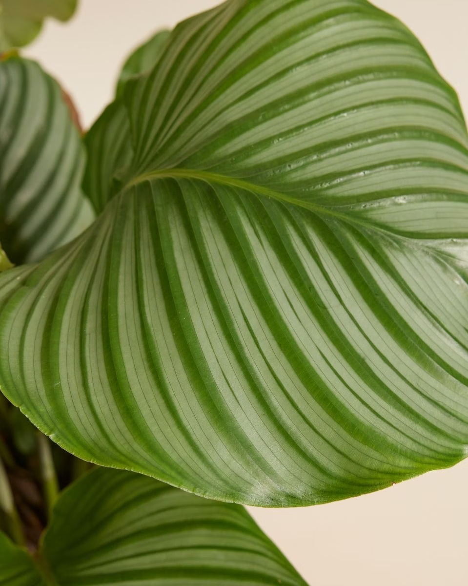 Orbifolia  كالاثيا أوربيفوليا