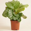Calathea Orbifolia
