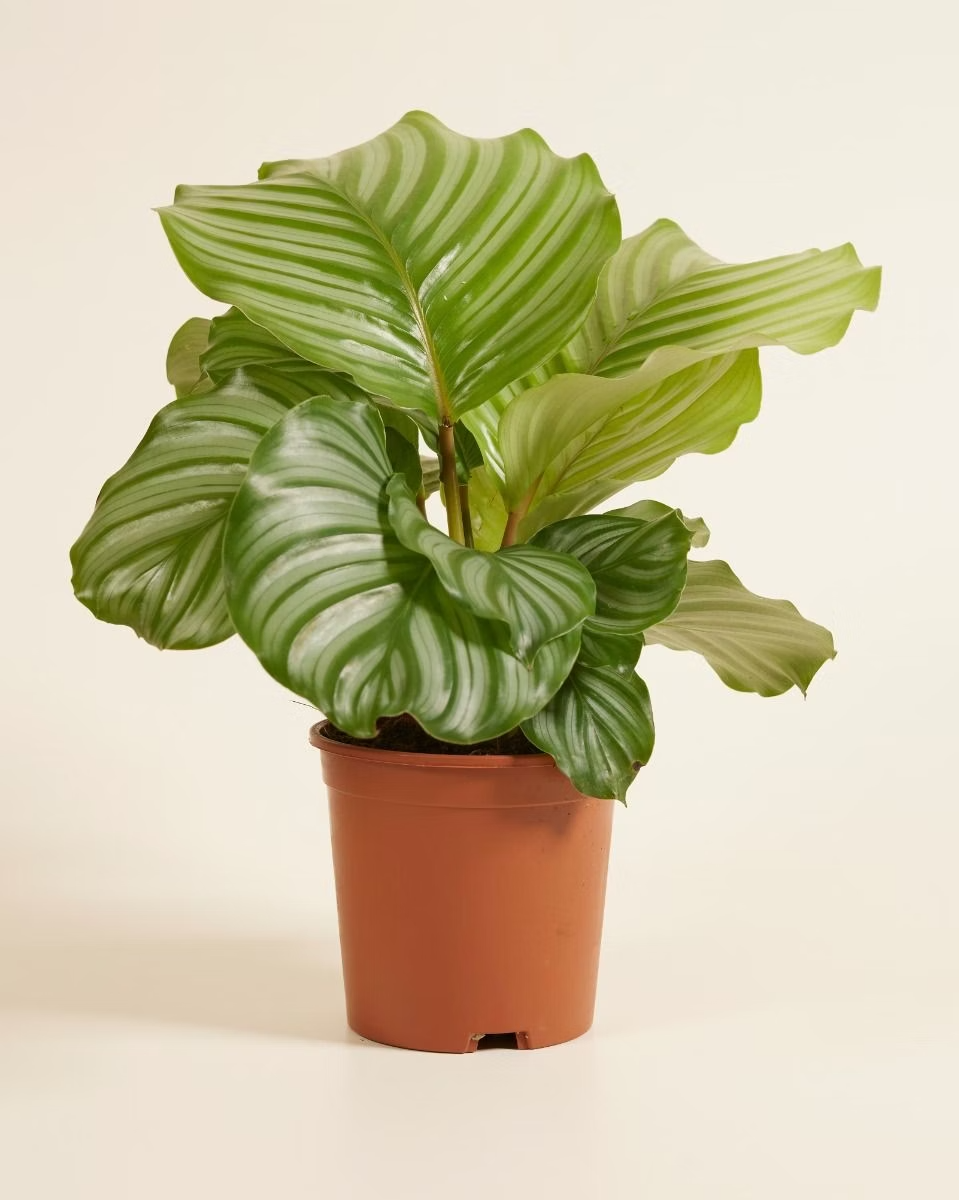 Calathea Orbifolia