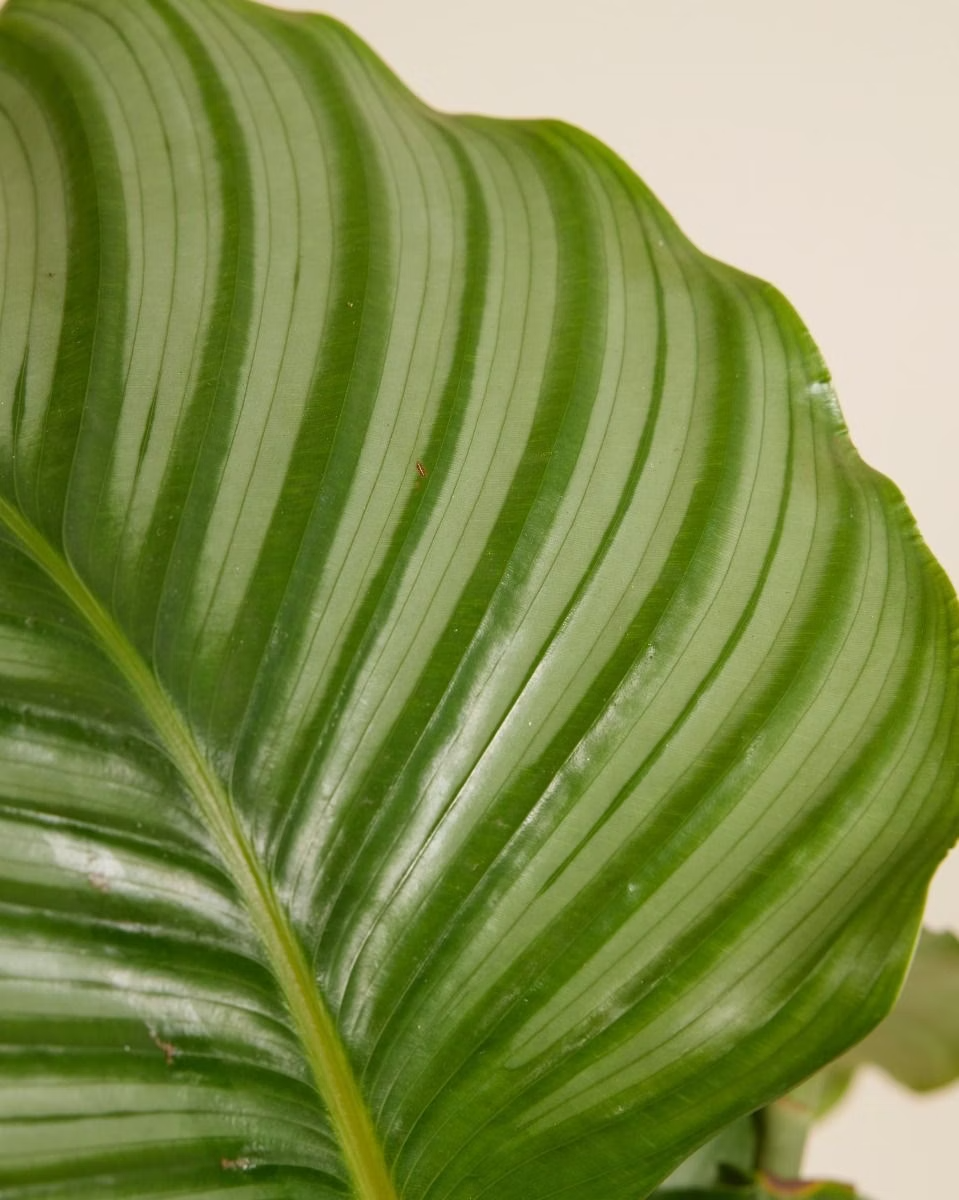 Orbifolia  كالاثيا أوربيفوليا