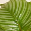 Calathea Orbifolia