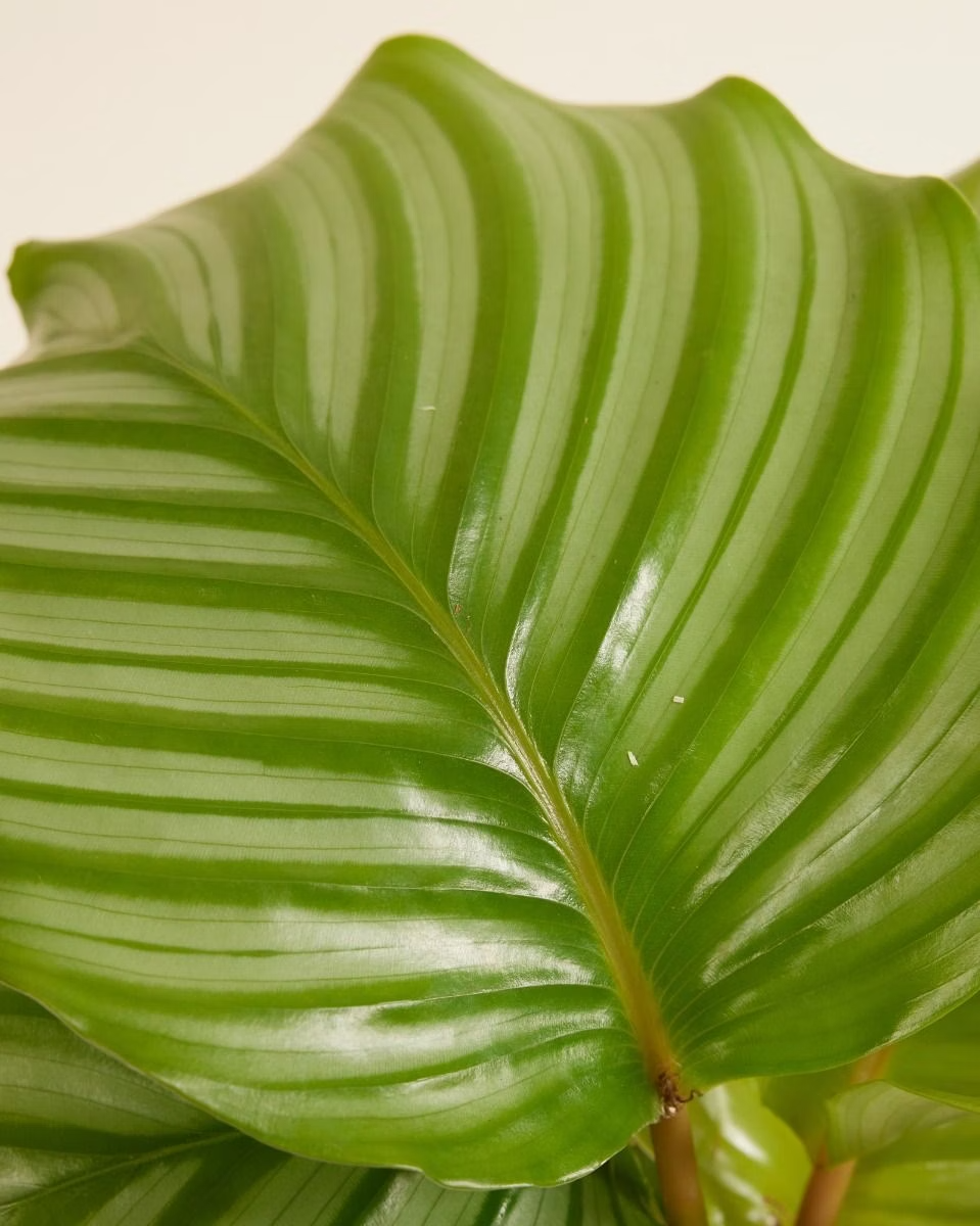 Calathea Orbifolia