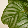 Calathea Orbifolia