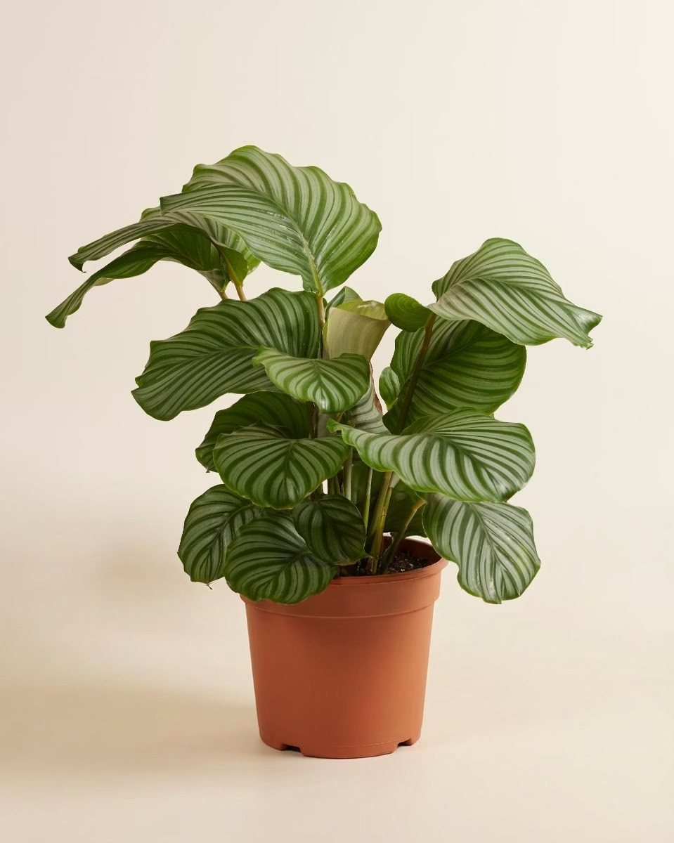 Orbifolia  كالاثيا أوربيفوليا