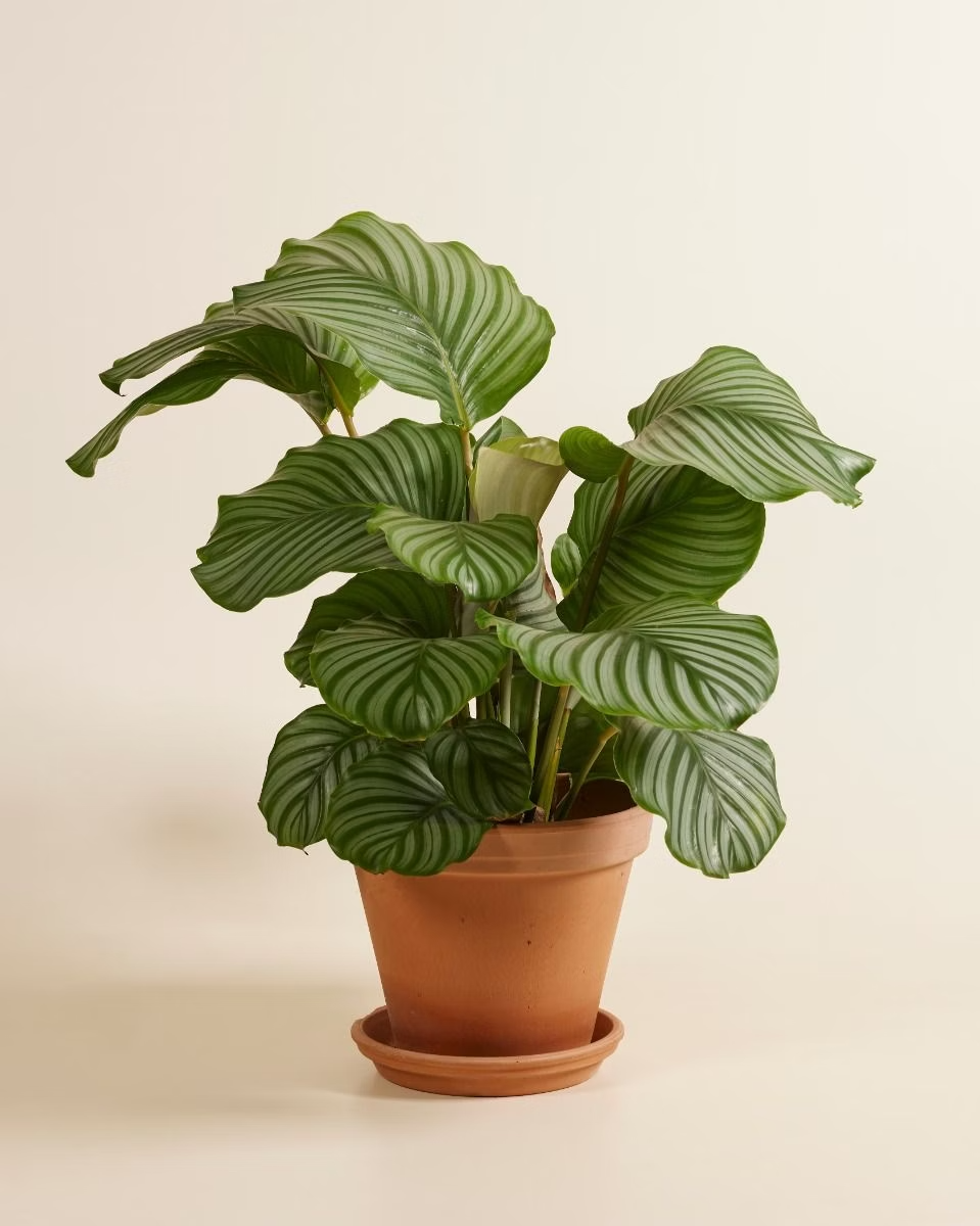 Orbifolia  كالاثيا أوربيفوليا