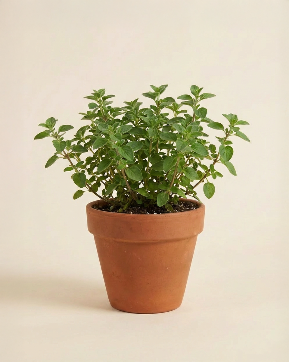 Oregano Herb أوريغانو