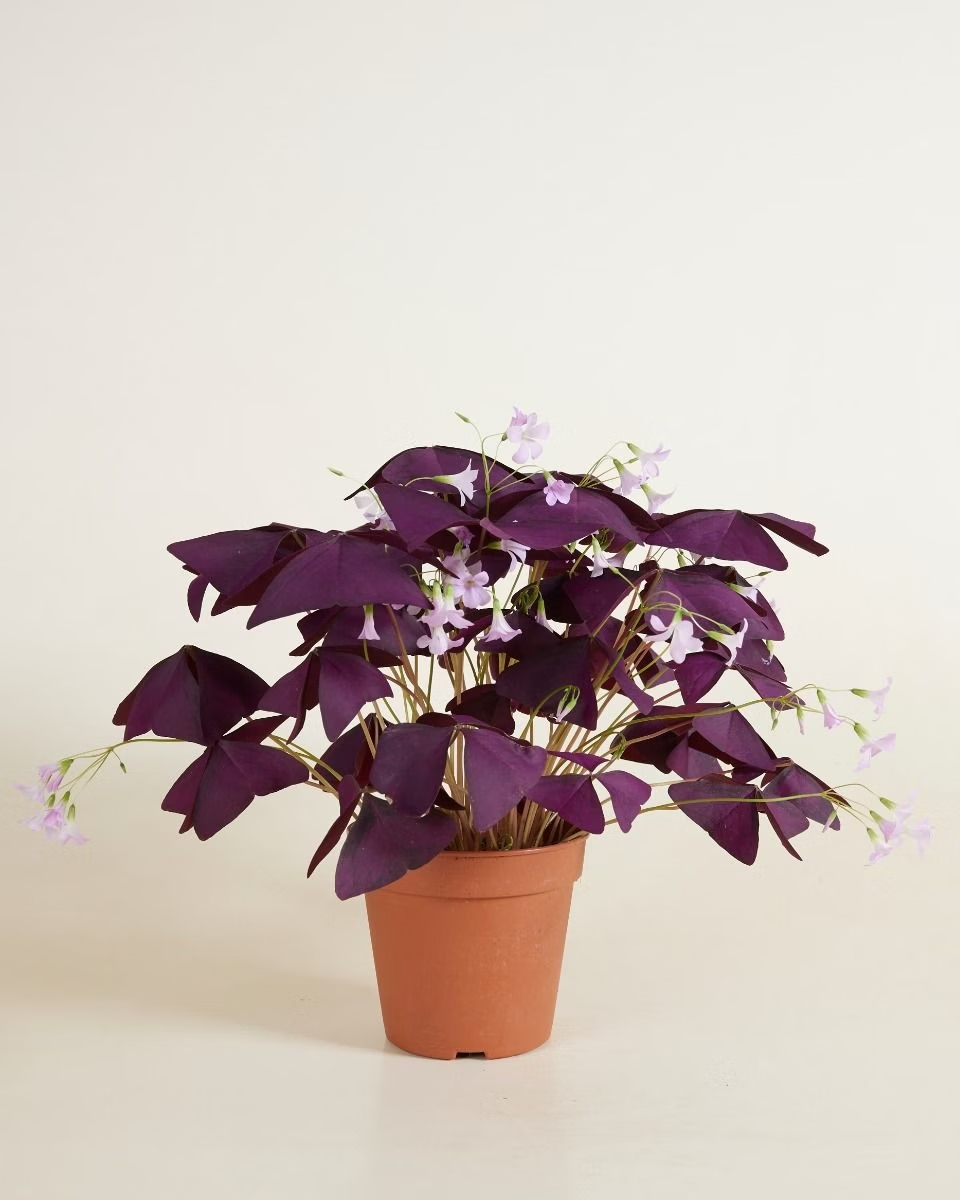 Oxalis - Triangularis 'Burgundy' أوكساليس نبات الفراشة